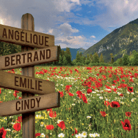 Champs de coquelicot (Couleur)