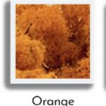 lichen mousse orange stabilisé pour un logo 3D végétalisé