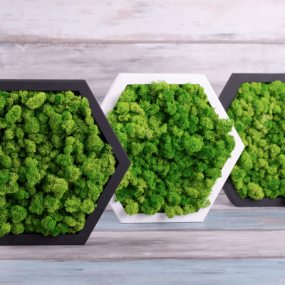 cadre végétal en mousse végétale (lchen)