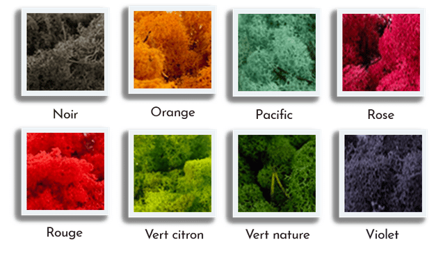 lichen végétalisé couleurs dijon